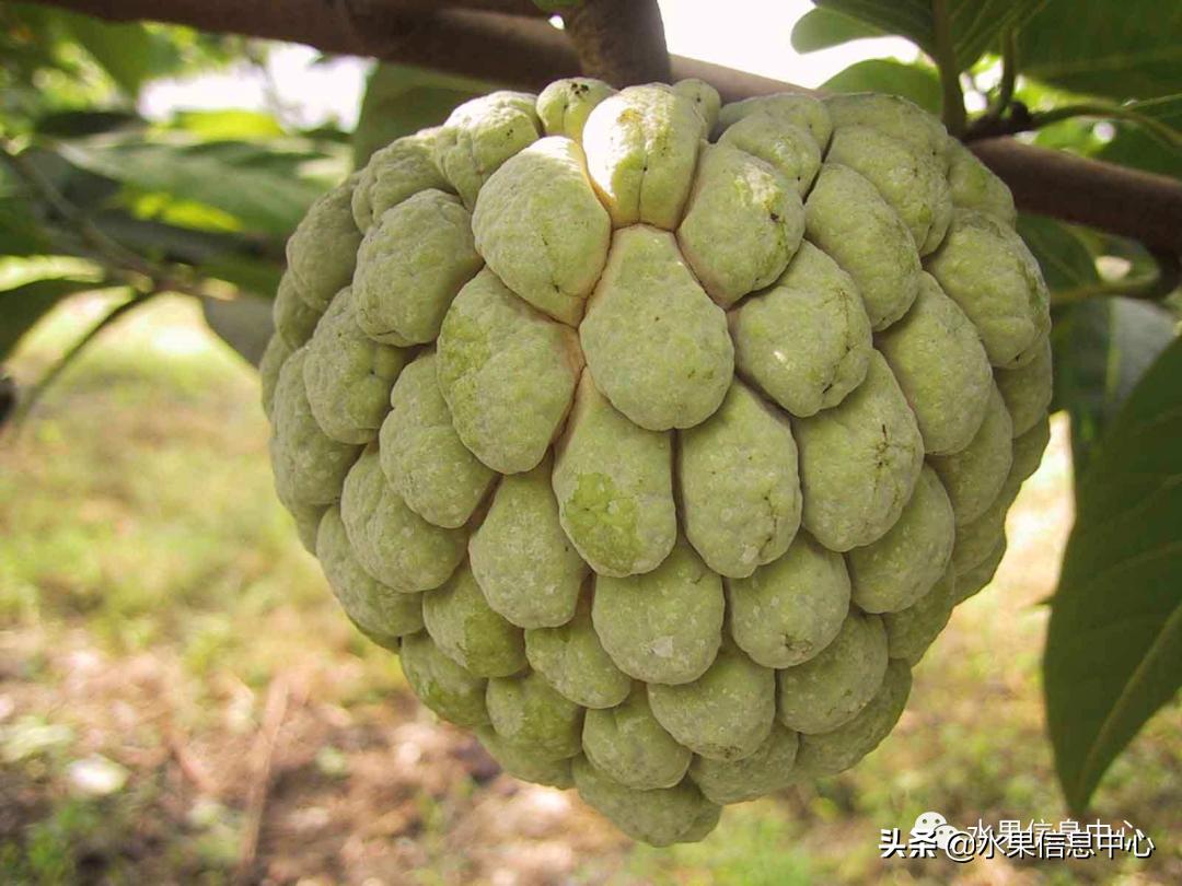 目前释迦最好的品种,粉色释迦