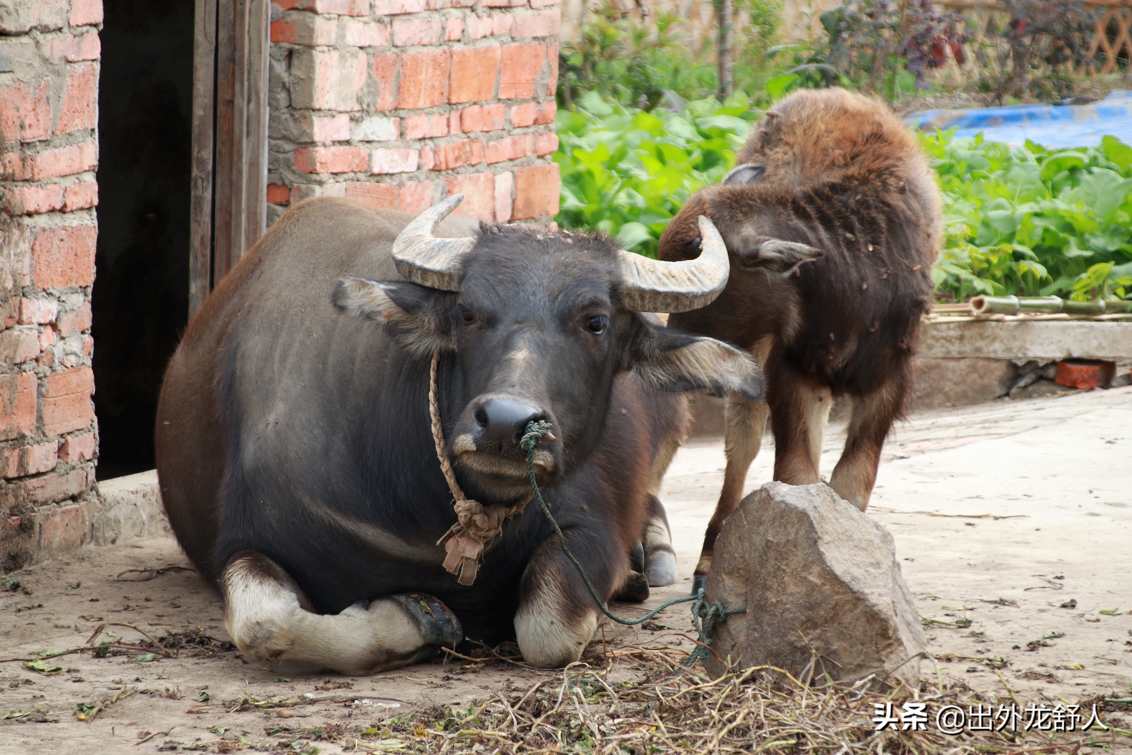 安徽农耕文化密码,安徽舒城的风土人情