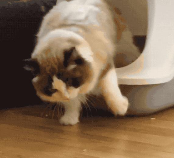 布偶猫在猫界的智商排行,世界第一公认仙女猫布偶猫