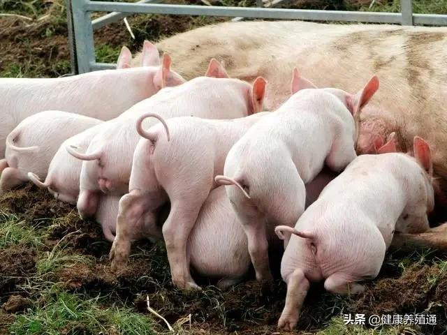 母猪产后少乳怎么处理,母猪产后乳水少怎么办