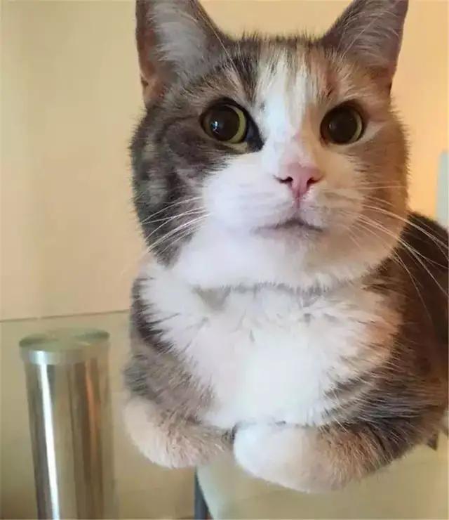 猫咪胆子小不接受新猫,猫咪胆子小不敢上猫爬架