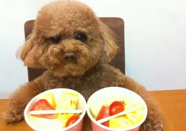 新手养狗一定要知道的6件事,新手养狗一定要知道的几件事