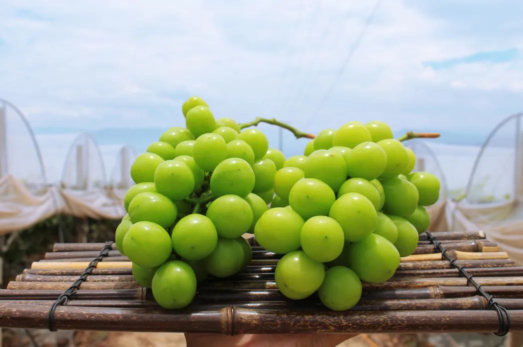 葡萄界的爱马仕晴王,葡萄界中的爱马仕跌落