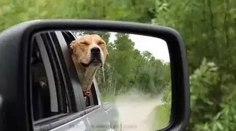 去除新车内异味的最有效的方法,消除气味防止暴露的方法