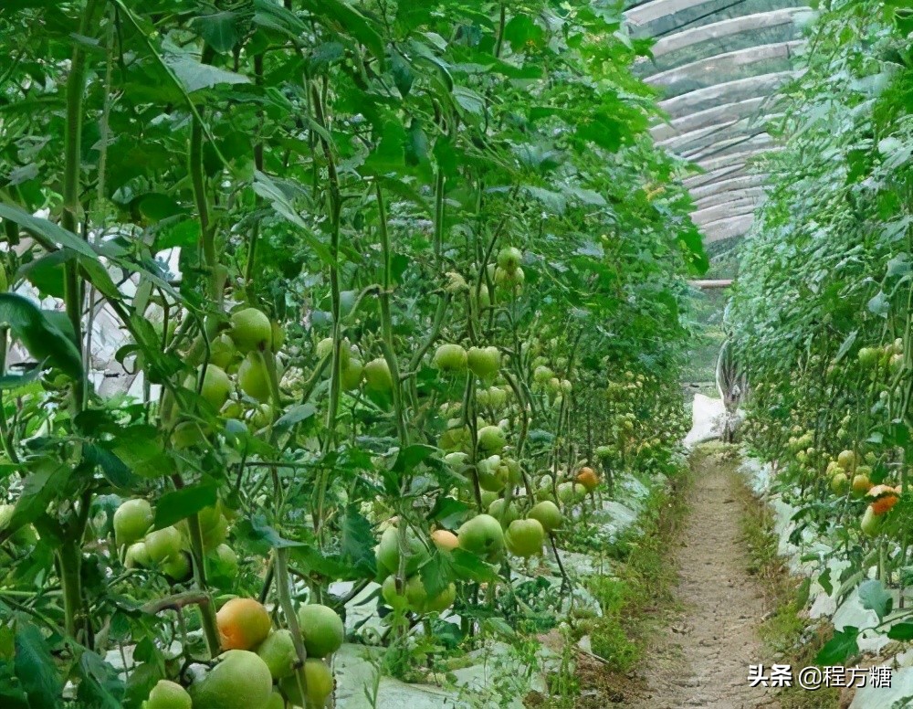 番茄种植整枝打杈摘心视频,番茄光长高不开花怎么办
