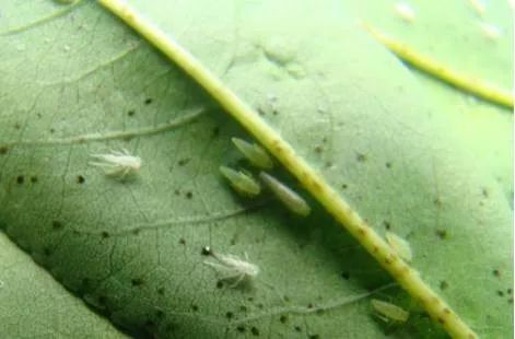 杀虫最强的配方,杀虫最好的药方