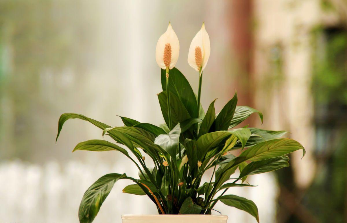 用什么叶面肥叶片黑又亮,养护叶片最好的叶面肥