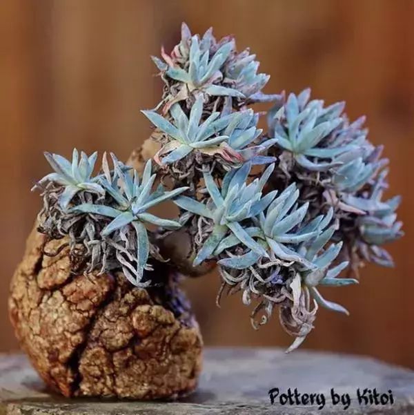 大叔养多肉20年，一片叶子上万块，盆盆都快成精了！