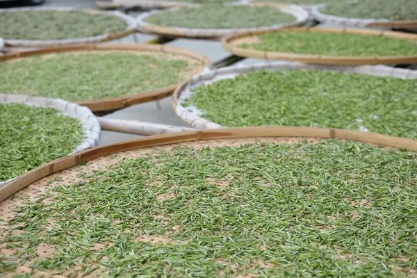 白茶有青味有什么危害,白茶臭青