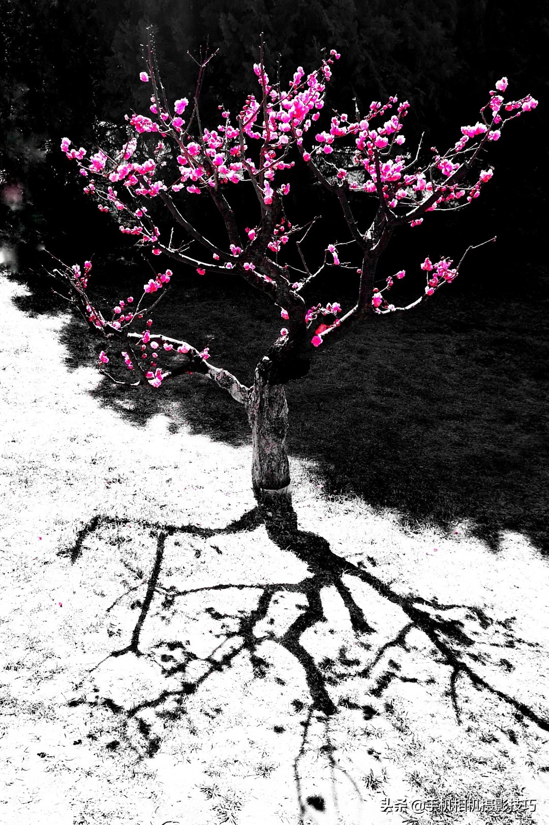 为什么我拍的手机照片老是不清晰,手机如何拍出主体清晰背景模糊