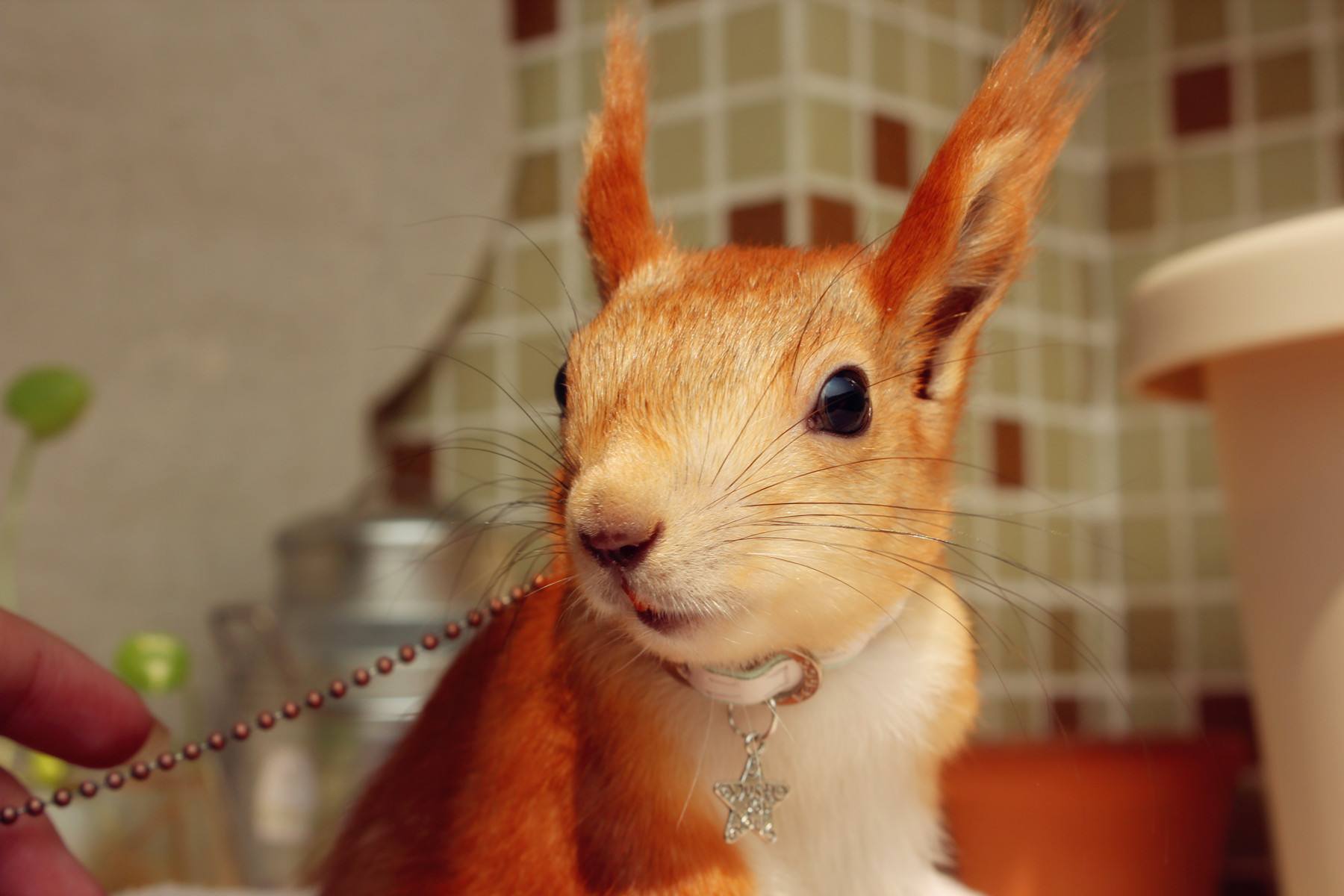 小型奇葩宠物推荐比较粘人又聪明,宠物雪山松鼠