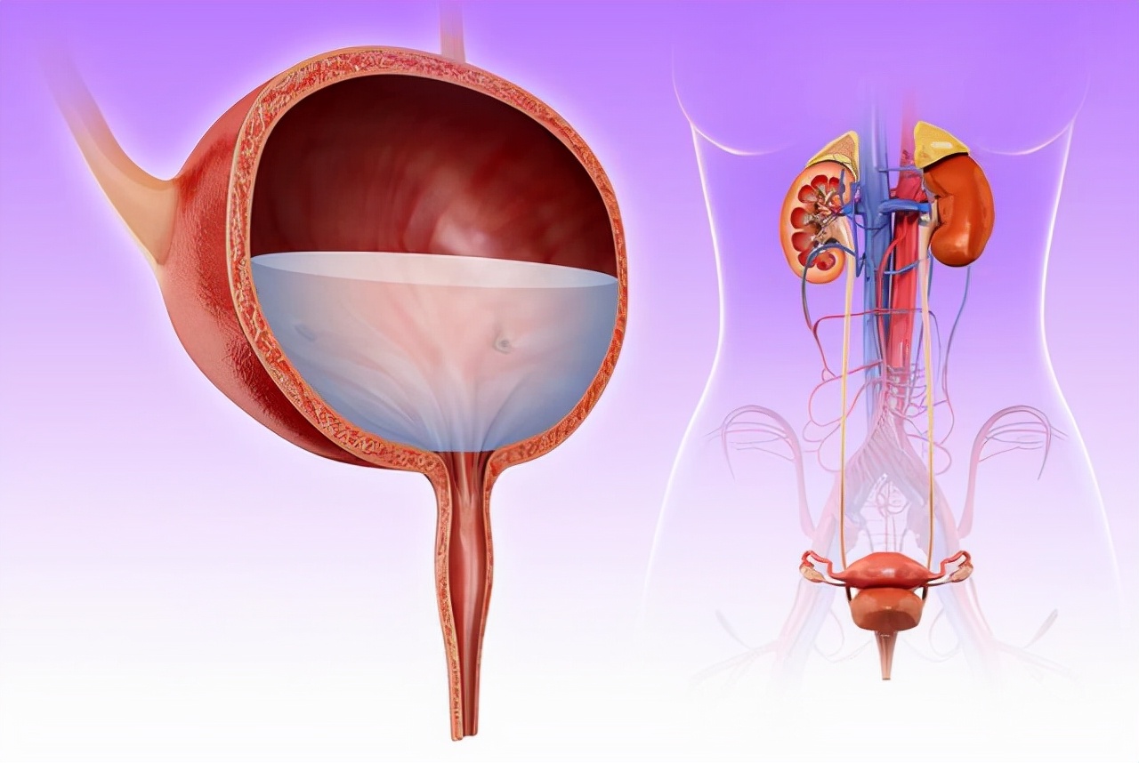 一喝水尿就多是什么原因呢,一喝水尿就多怎么回事