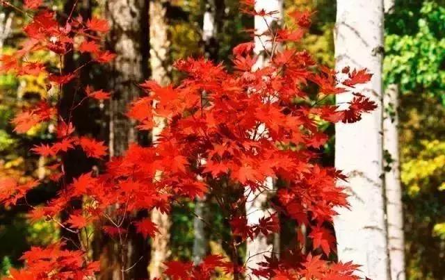 十一省内游,十一国内旅游景点有哪些