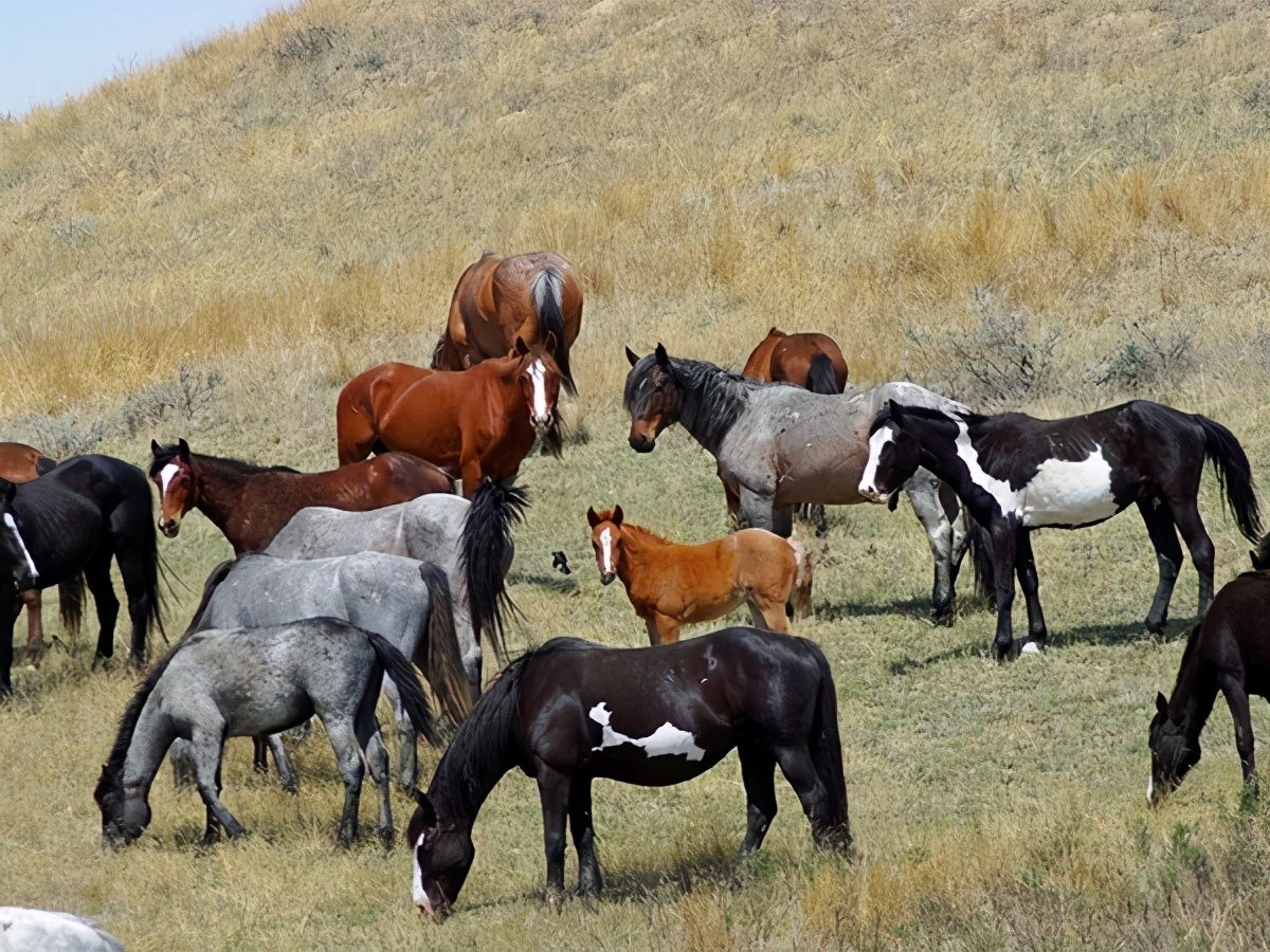 奇怪的知识又增加了阿拉伯语,奇怪的知识又增加了猫原版