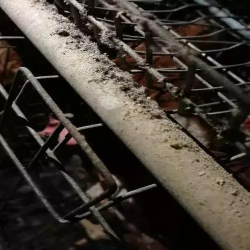 鸡虱子叮人怎么根除,鸡虱子跑到家里到处都是怎么办