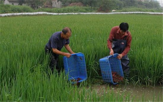 稻田虾蟹混养高产技术,稻田混养