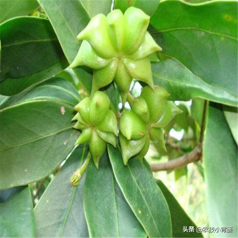 八角的种植条件及技术要点有哪些,八角种植要么不种要么精种