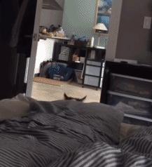 缅因猫看着很吓人但是很温柔,缅因猫真的有20万一只么