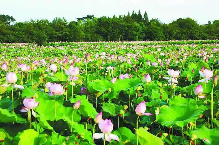合肥最宜居小区,合肥最宜居的板块