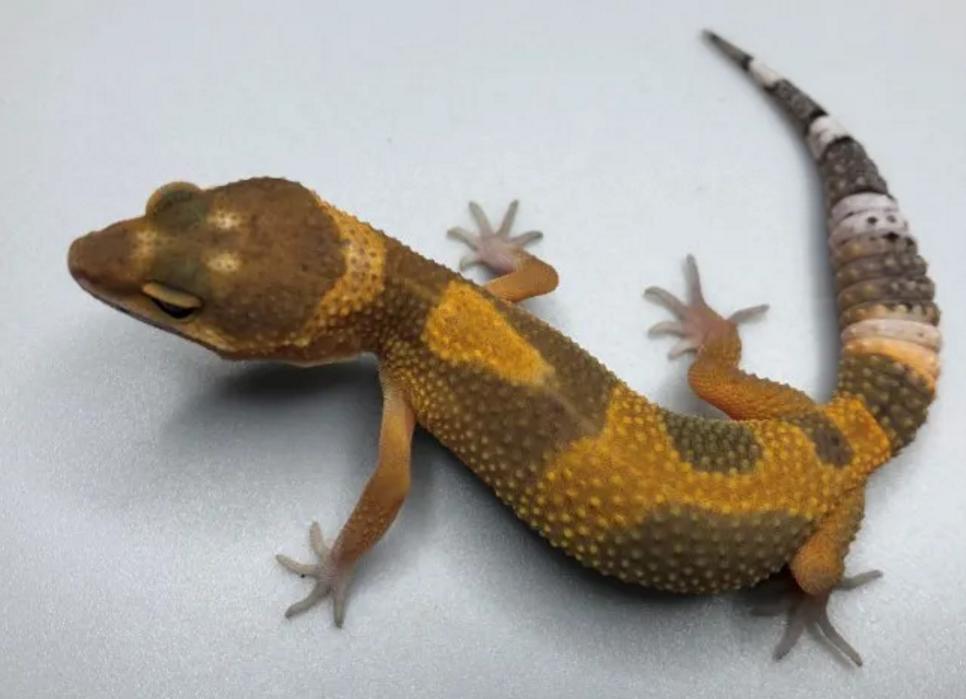 新手如何饲养一只豹纹守宫知乎,如何养好一只豹纹守宫