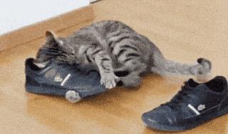 猫咪喜欢铲屎官是怎么回事,猫咪铲屎官要知道的知识