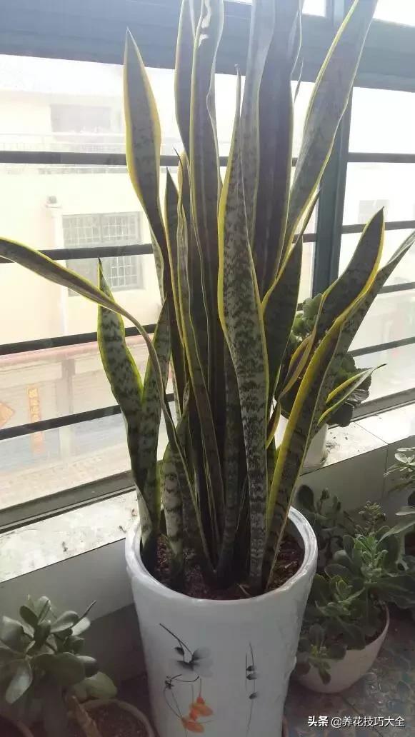 五行缺金养什么花,什么花风水命理最旺人养