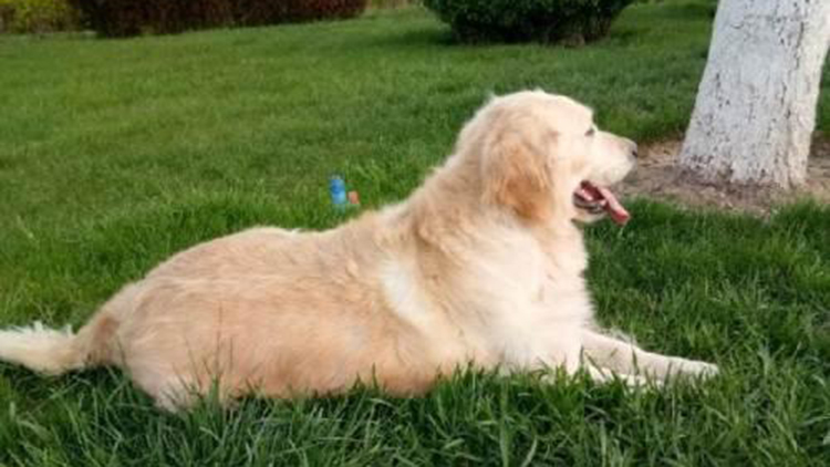 拥有这5个特征的狗狗很难养熟,拥有一只金毛犬是怎样的体验