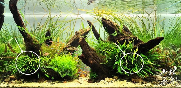 迷你细叶铁皇冠水草,常见水草除磷