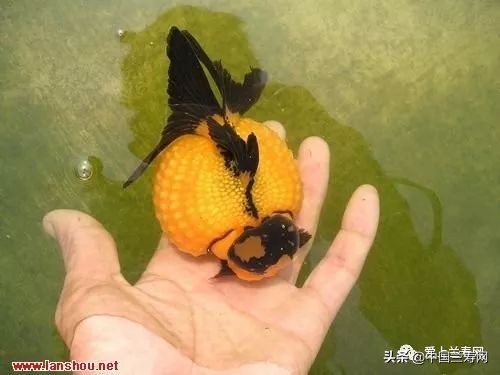 国宝级皇冠珍珠金鱼视频,皇冠珍珠金鱼视频