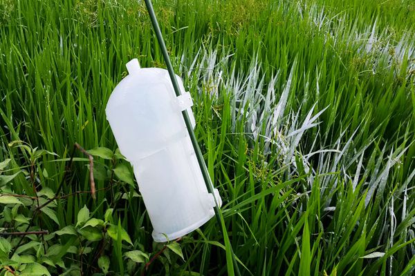 东北地区水稻二化螟什么时间防治,定远县水稻二化螟现状