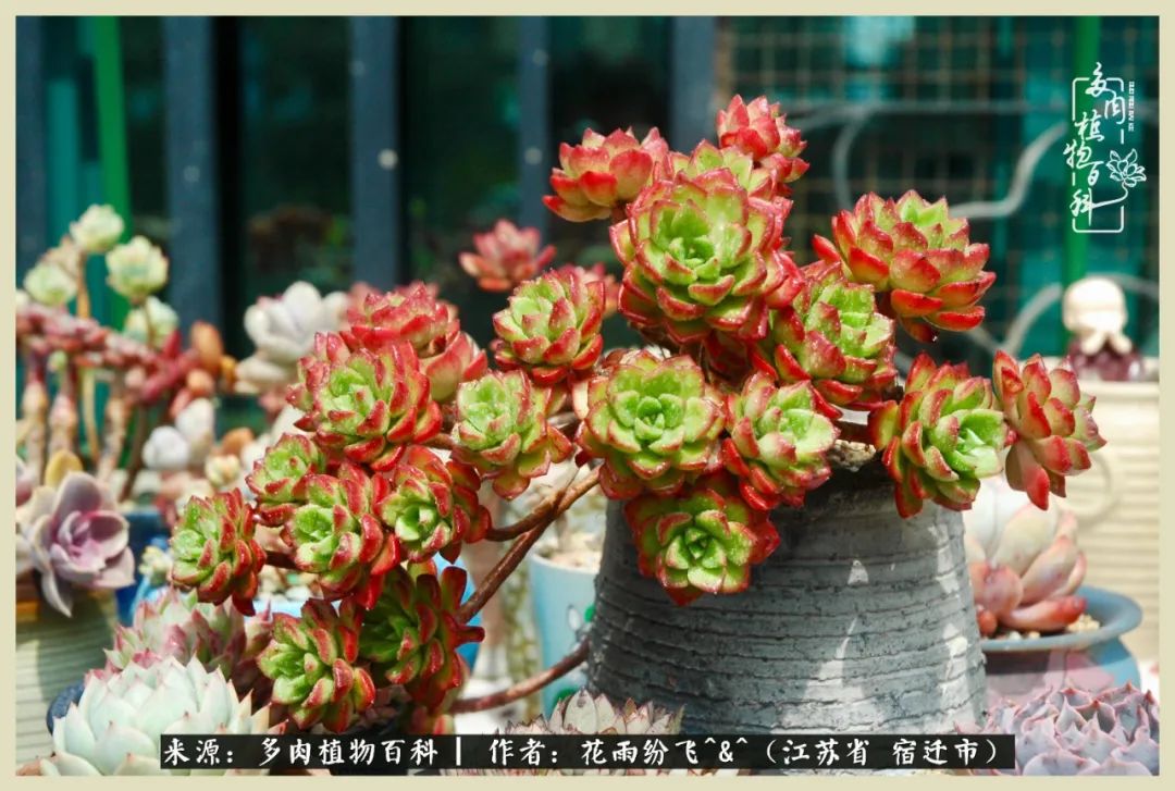 我家老臧：从反对到爱屋及乌的多肉守护人