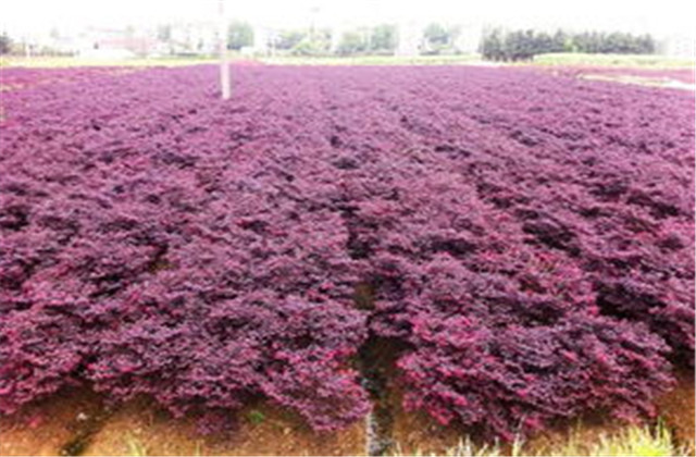 红檵木有多少种品种,檵木和红檵木的药用价值有啥区别