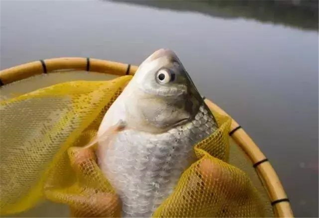 钓鱼到底该不该买很多的商品饵料,钓鱼买小药又买线