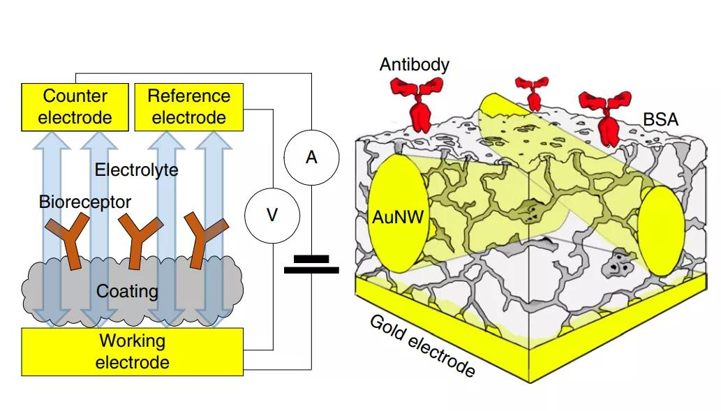 电化学发光生物传感器,电化学生物传感器