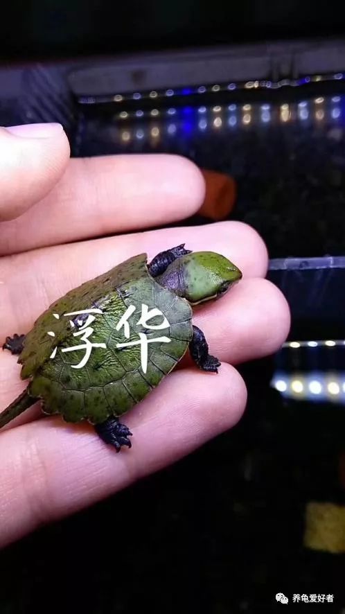 国龟鹰嘴新手入门教程,国龟鹰嘴视频大全