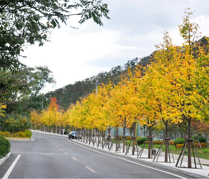 最有前景的5大苗木,彩色苗木有哪些品种