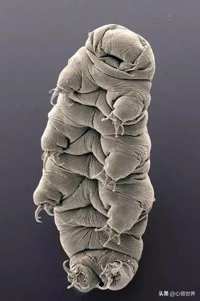 被遗忘在实验室的冰箱里30年之后，它竟然又活了