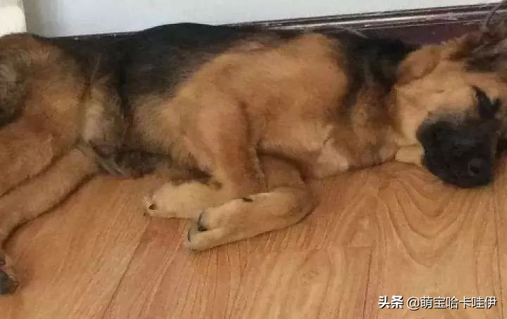 狗在家里闹怎么办,我家狗在外边流浪了两个月