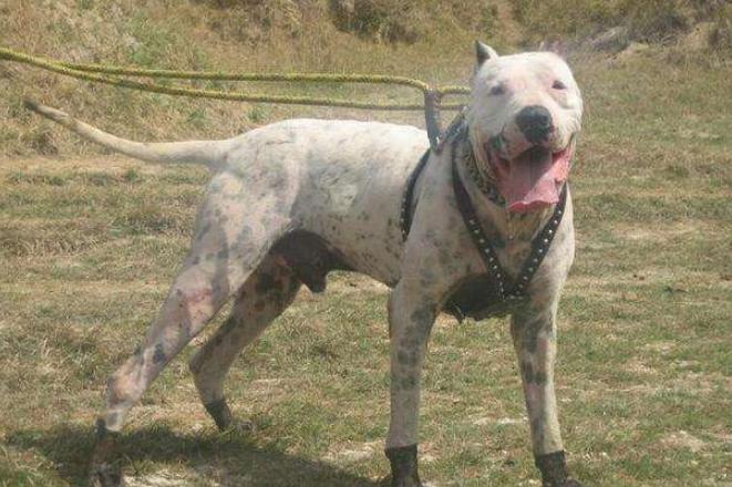 战斗力最强的10种狗排名,十种战斗力最强的狗排名