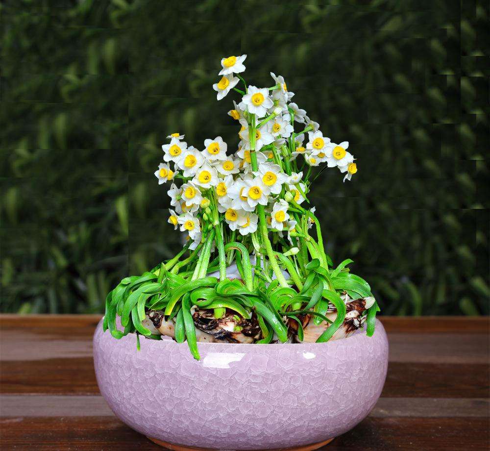 风信子开完花土培还会再开吗,风信子开完花空瓶子再养什么花