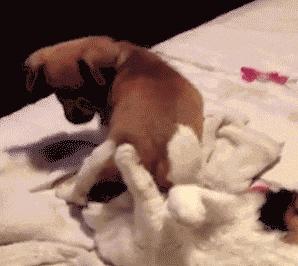 梦到喝马桶水，原来是狗半夜放屁