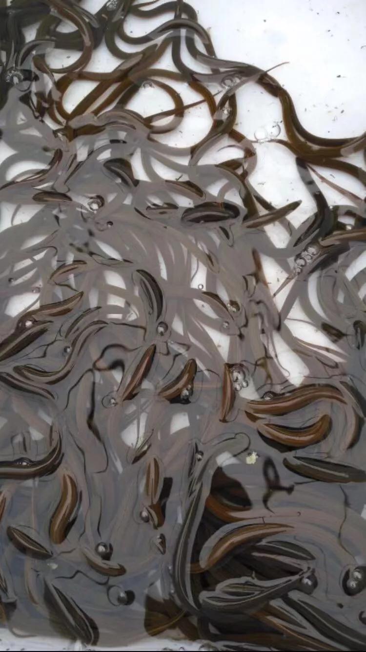 黄鳝的养殖技术及注意事项,新手网箱黄鳝养殖能成功吗