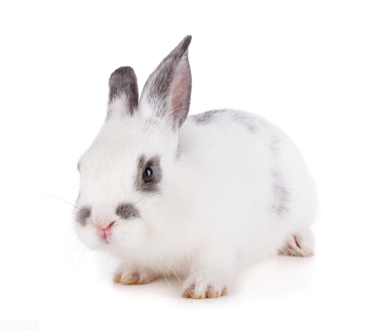 兔子起眼屎是什么原因,兔子的眼被眼屎粘住