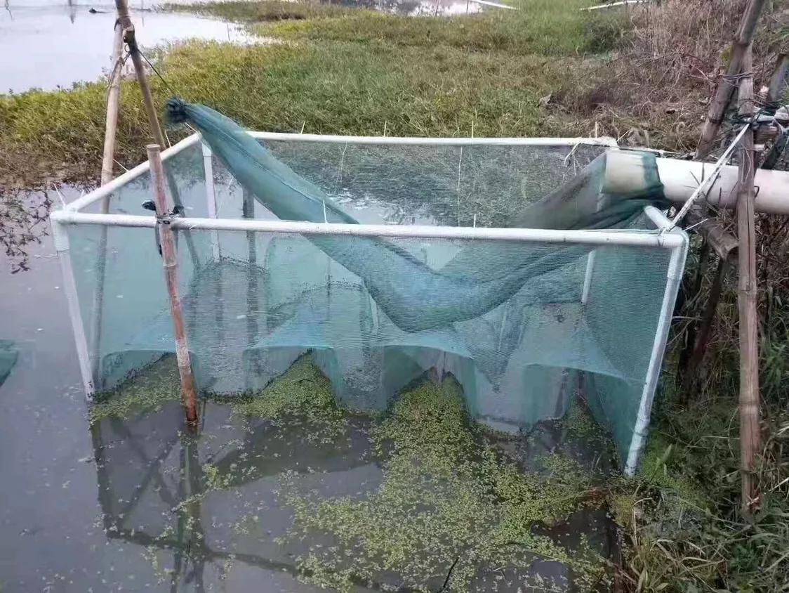 黄鳝的养殖技术及注意事项,新手网箱黄鳝养殖能成功吗