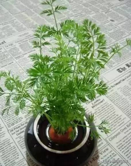 吃完的水果种子不要丢,吃完水果果核别扔