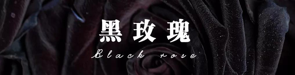 花店必备的5款玫瑰,花店最常用什么品种的玫瑰花