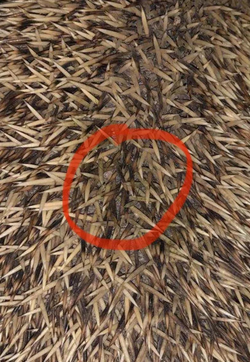 野生小刺猬有几种,野生小刺猬在哪里