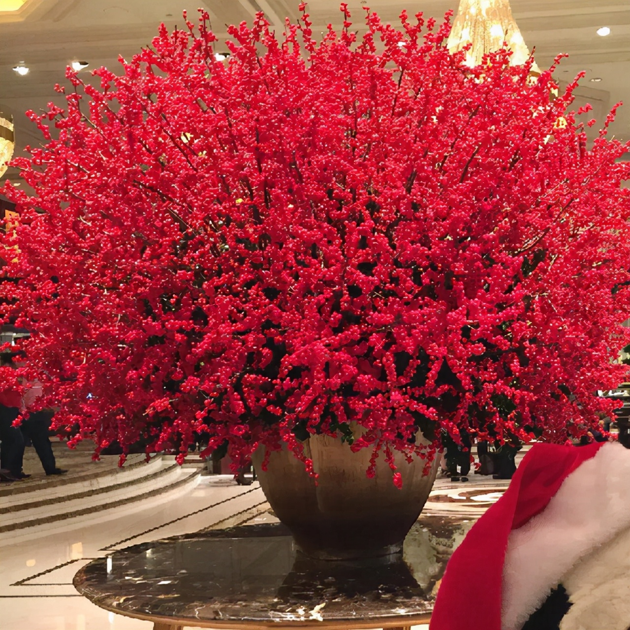 6种“昂贵花”，花钱不值得，纵使“美如仙”，十有八九养不活