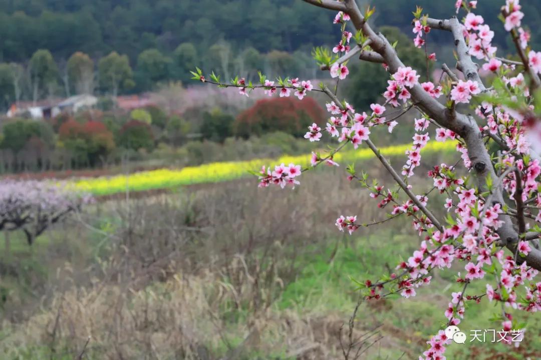 石宗佑,那些学珠心算的神童后来怎么样了
