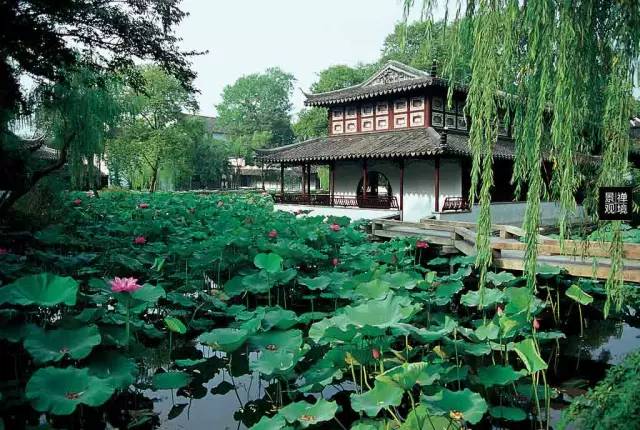 北方庭院室外耐寒植物,庭院驱蚊效果最好植物